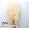 Dried Bleached Cortaderia Erianthus