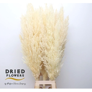 Dried Bleached Cortaderia Silver Star