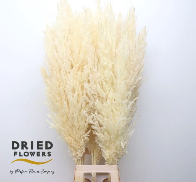 Dried Bleached Cortaderia Silver Star