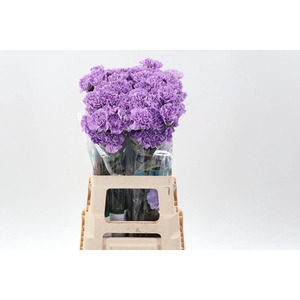 Dianthus ST 'Moonaqua GMO123812'