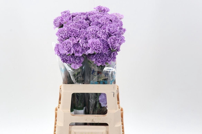 <h4>Dianthus ST 'Moonaqua GMO123812'</h4>