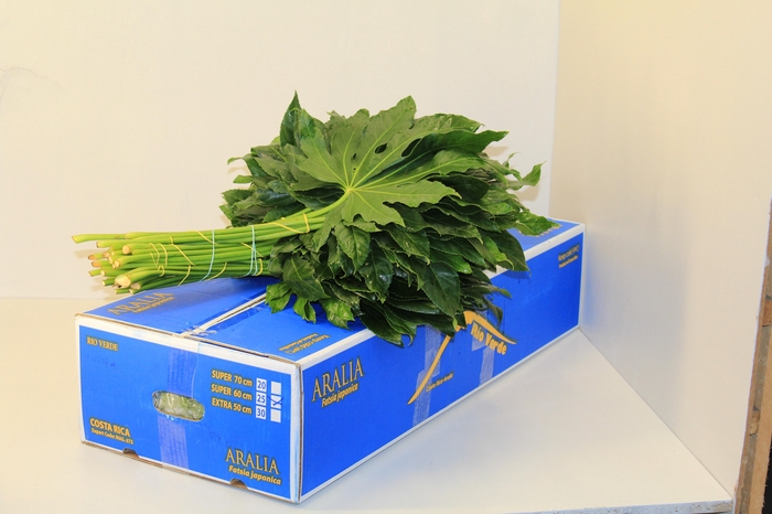 ARALIA 40 CM BROWN BOX