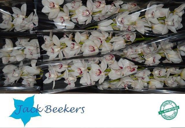 <h4>CYMB T MAZURKA</h4>