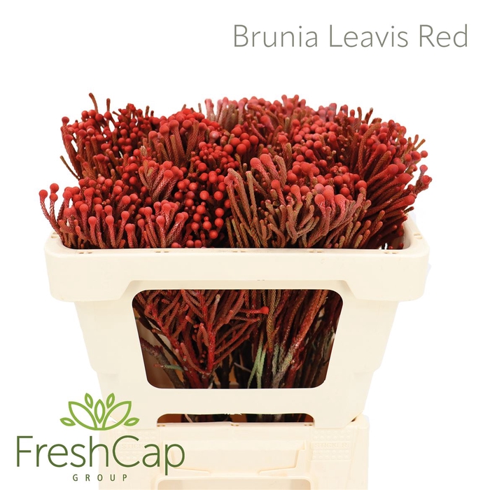 <h4>Brunia Leavis Red</h4>