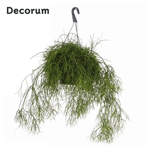 Rhipsalis Baccifera Oasis P21