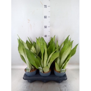 Sansevieria trifa.   ...