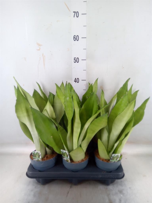 <h4>Sansevieria trifa.   ...</h4>