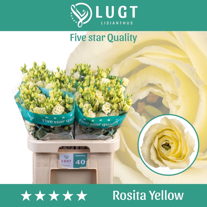 <h4>Eust Dub Rosita Yellow</h4>