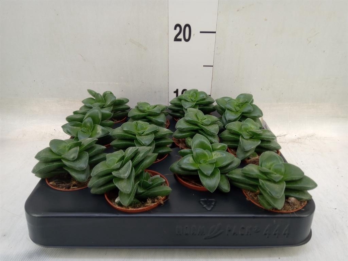 <h4>Crassula rupestris</h4>