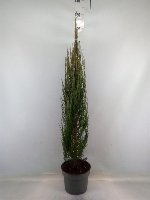 <h4>Juniperus scopulorum 'Blue Arrow'</h4>