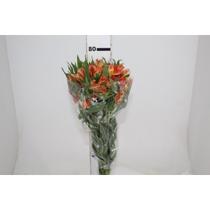 ALSTROEMERIA ORANGE QUEEN 080 CM