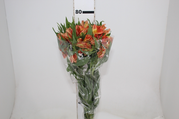 <h4>ALSTROEMERIA ORANGE QUEEN 080 CM</h4>