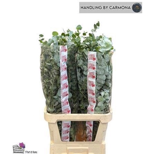 EUCALYPTUS CINEREA 100cm x5