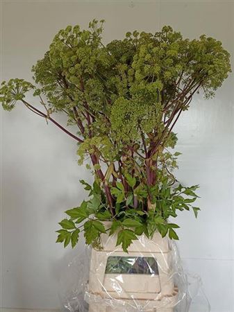 <h4>Angelica Gigas</h4>