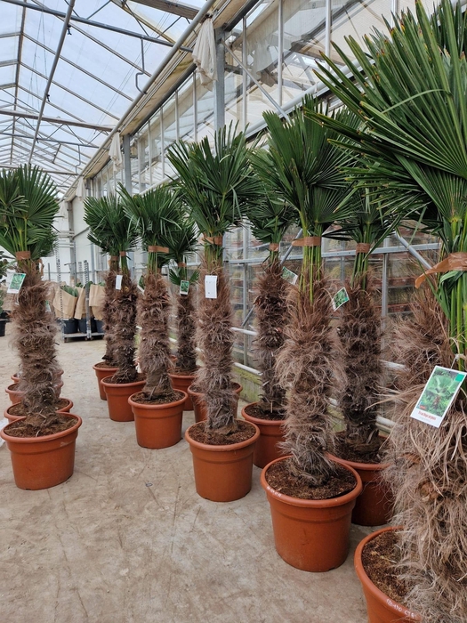 <h4>TRACHYC WAGNERIAN</h4>