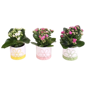 Mothersday Arr. Indoor Ceramic Flowerframe Pot Ø10cm 1PP