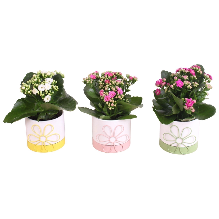 <h4>Mothersday Arr. Indoor Ceramic Flowerframe Pot Ø10cm 1PP</h4>