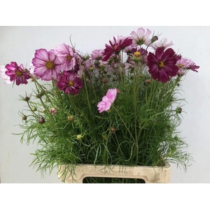 COSMOS BIPINNATUS