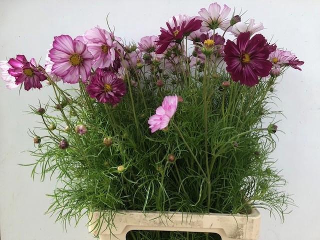<h4>COSMOS BIPINNATUS</h4>