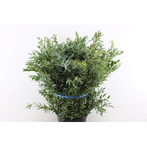 Euc Parvifolia Long