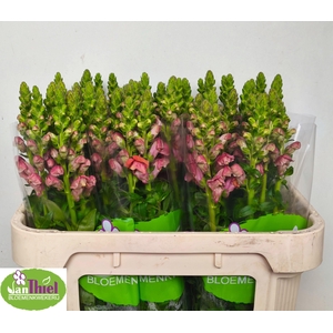 Antir Antib D Orange