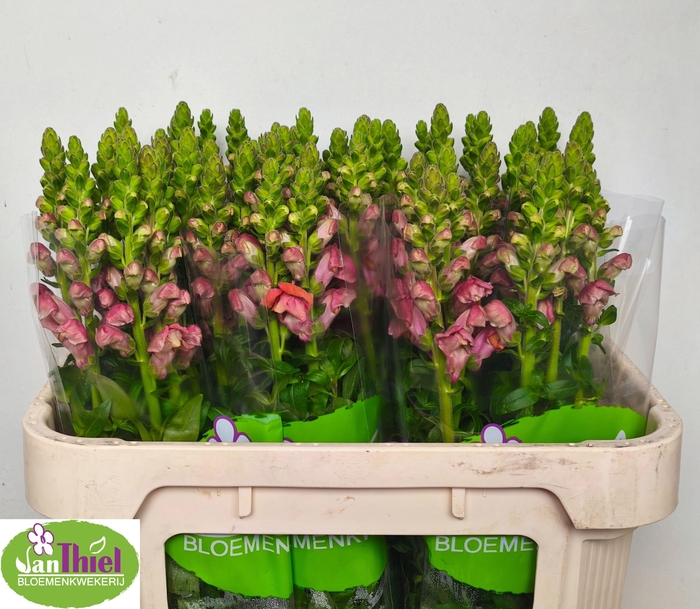 <h4>Antir Antib D Orange</h4>