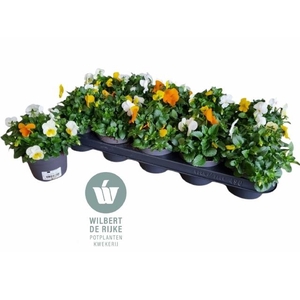 VIO CO EM MM AMSTERD