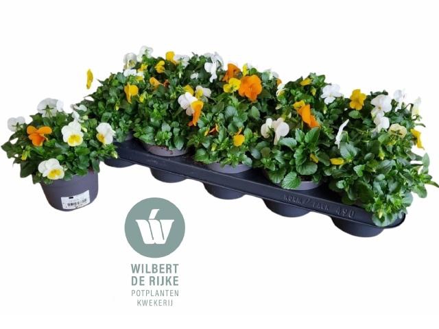 <h4>VIO CO EM MM AMSTERD</h4>