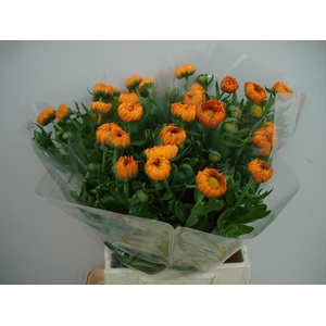 Calendula Green Spot Orange Verano
