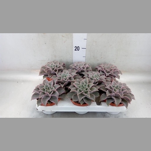 Echeveria   ...