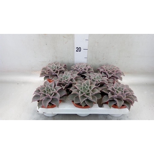 Echeveria   ...
