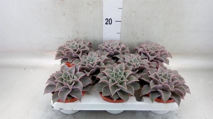 <h4>Echeveria   ...</h4>