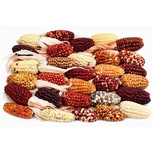 Zea Mays Medium Mix