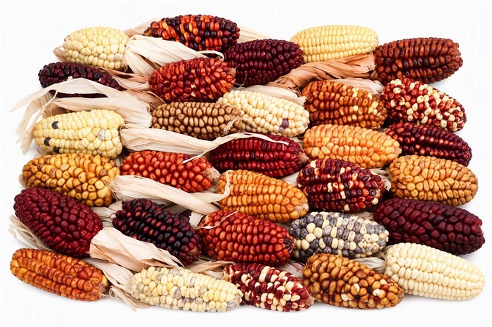 <h4>Zea Mays Medium Mix</h4>