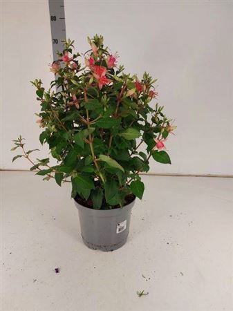 <h4>Fuchsia 'Walz Jubelteen'</h4>