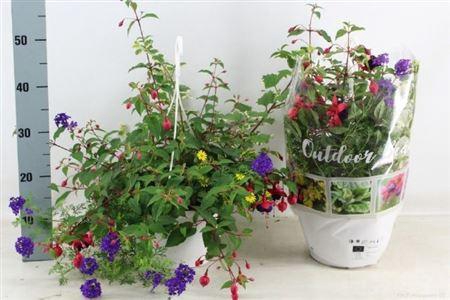 <h4>Perkpl Toef 4 Kl</h4>