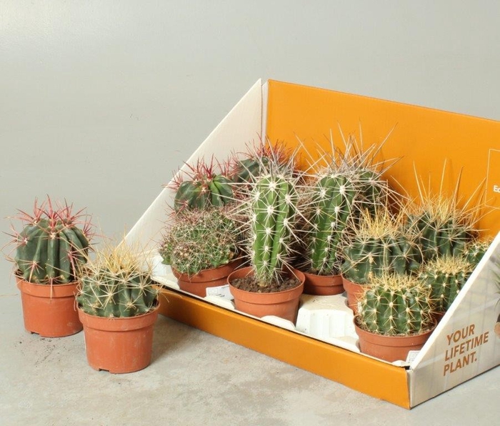 <h4>CACTUS OV</h4>