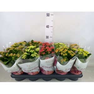 Kalanchoe blos. 'RoyalDon'   ..mix