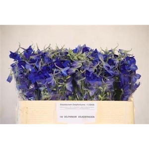 Delph En Volkerfried