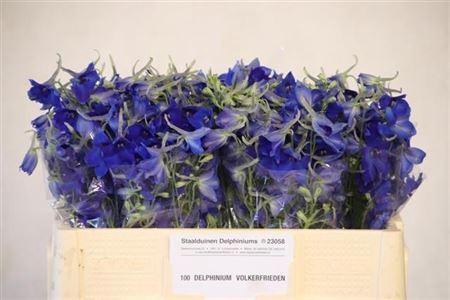 <h4>Delph En Volkerfried</h4>