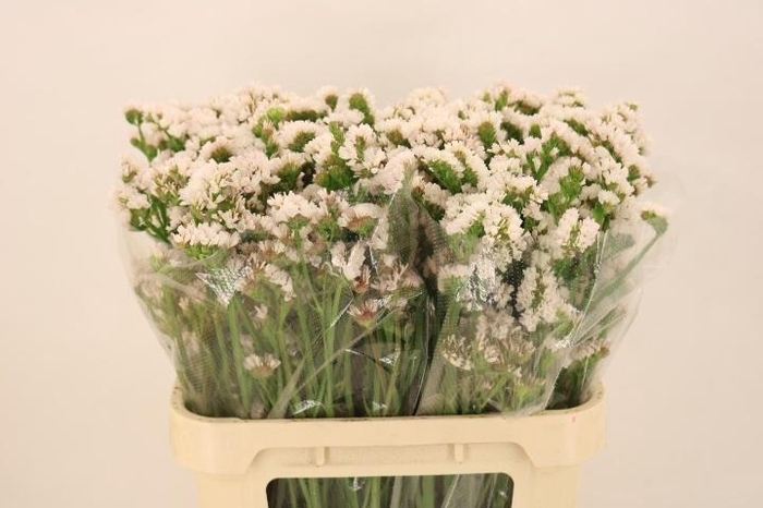 <h4>LIM S PAULA WHITE+</h4>