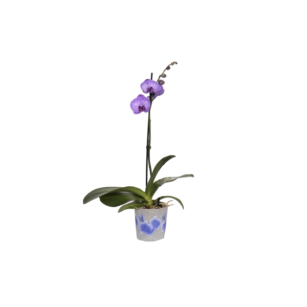 <h4>Fiore Purple Phal I Am Purple Heart 1T9+ (24 uur levertijd)</h4>