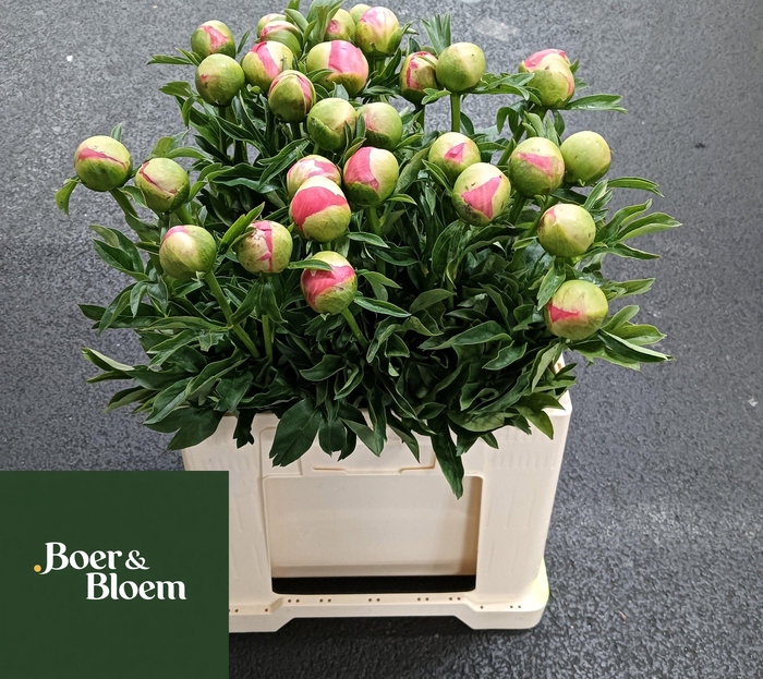 <h4>PAEO CORAL SUNSET</h4>