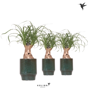 Kolibri Greens Beaucarnea in Classy pot green