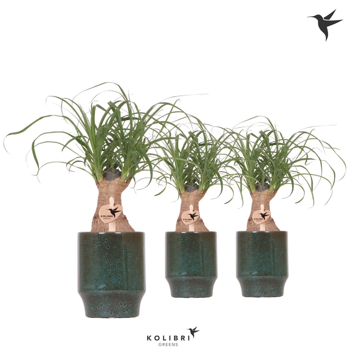 <h4>Kolibri Greens Beaucarnea in Classy pot green</h4>