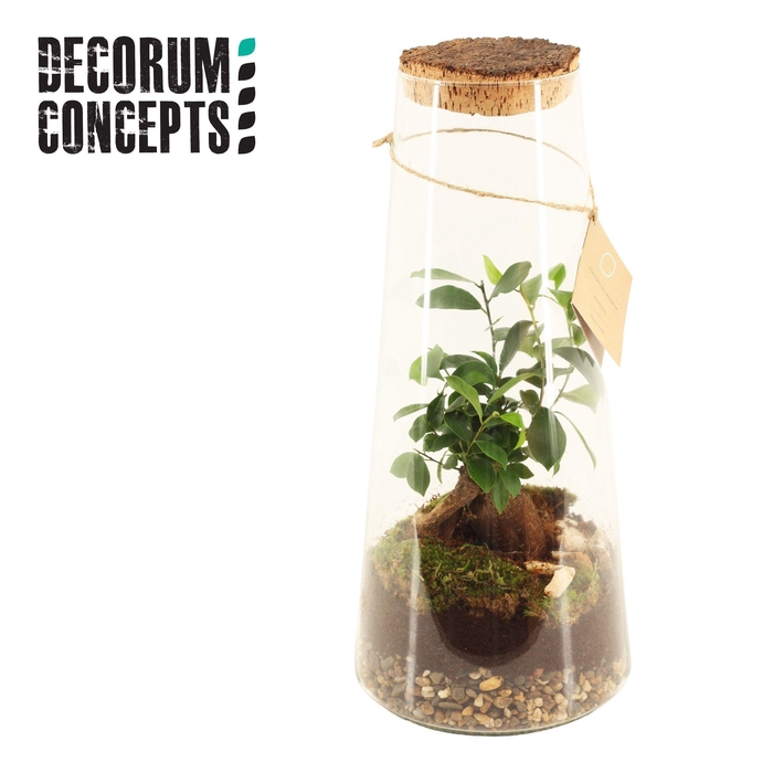 <h4>Terrarium Triton large (Decorum concepts)</h4>