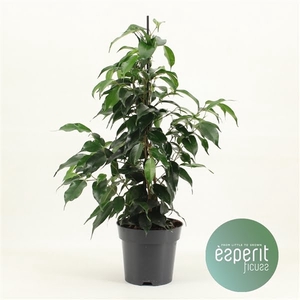 Ficus benjamina Danielle®