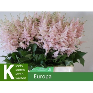 Astilbe Europa 60cm