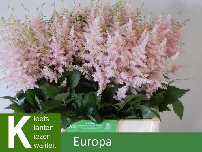 <h4>Astilbe Europa 60cm</h4>