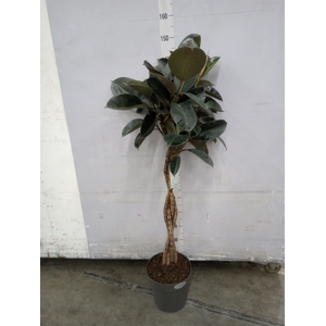 Ficus elastica 'Burgundy'